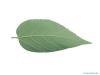 common hackberry (Celtis occidentalis) leaf underside