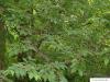 common hackberry (Celtis occidentalis) leaves