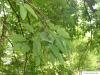 common hackberry (Celtis occidentalis) leaves