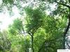 common hackberry (Celtis occidentalis) tree