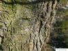 common hackberry (Celtis occidentalis) trunk / bark