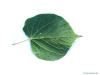 common lime (Tilia intermedia) leaf underside