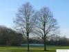 common lime (Tilia intermedia) tree in winter