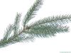 common spruce (Picea abies)