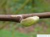 cucumber tree (Magnolia acuminata) axial bud