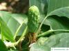 cucumber tree (Magnolia acuminata) young green fruit