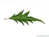 cut-leaf beech (Fagus sylvatica 'Laciniata') leaf underside
