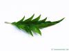 cut-leaf beech (Fagus sylvatica 'Laciniata') leaf