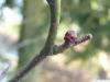 douglas hawthorn (Crataegus douglasii) axial bud