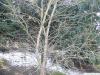 douglas hawthorn (Crataegus douglasii) crown winter
