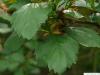 douglas hawthorn (Crataegus douglasii) leaves