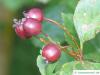 douglas hawthorn (Crataegus douglasii) fruits