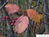 downy hawthorn (Crataegus mollis) leaves in autumn