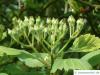 downy hawthorn (Crataegus mollis) blossom buds