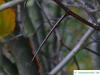downy hawthorn (Crataegus mollis) thorns