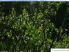 dune willow (Salix hookeriana) grew shape