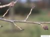 dutch elm (Ulmus hollandica) branch winter