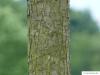 dutch elm (Ulmus hollandica) trunk / bark