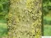dutch elm (Ulmus hollandica) trunk / bark