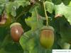 english oak (Quercus robur) acorns in autumn