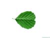 european alder (Alnus glutinosa) leaf  underside
