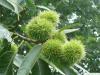 european chestnut (Castanea sativa) fruit foliage