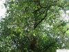 european white elm (Ulmus laevis) crown