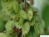 european white elm (Ulmus laevis) fruit