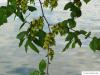 european white elm (Ulmus laevis) fruits