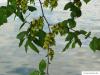 european white elm (Ulmus laevis) fruits