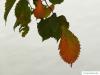 european white elm (Ulmus laevis) leaf in autumn