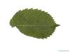 european white elm (Ulmus laevis) leaf underside