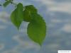 european white elm (Ulmus laevis) leaves