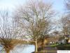 european white elm (Ulmus laevis) tree in winter