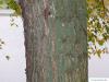 european white elm (Ulmus laevis) trunk / bark old