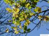 field maple (Acer campestre) in autumn