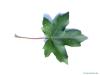 field maple (Acer campestre) leaf