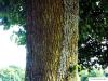 field maple (Acer campestre) trunk / stem