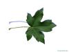 field maple (Acer campestre) leaf underside