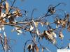 field maple (Acer campestre) in winter with withered fruits