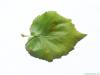 turkish filbert hazel (Corylus colurna) leaf underside