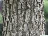 turkish filbert hazel (Corylus colurna) trunk / bark