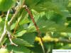 fireberry hawthorn (Crataegus chrysocarpa) thorn