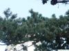 five needle pine (Pinus parviflora) branch