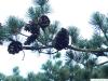 five needle pine (Pinus parviflora) cones
