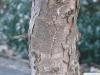 five needle pine (Pinus parviflora) trunk