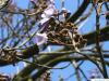 foxglove tree (Paulownia tomentosa) flower
