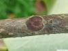 foxglove tree (Paulownia tomentosa) leaf scar