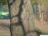 foxglove tree (Paulownia tomentosa) trunk