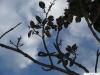 foxglove tree (Paulownia tomentosa) winter